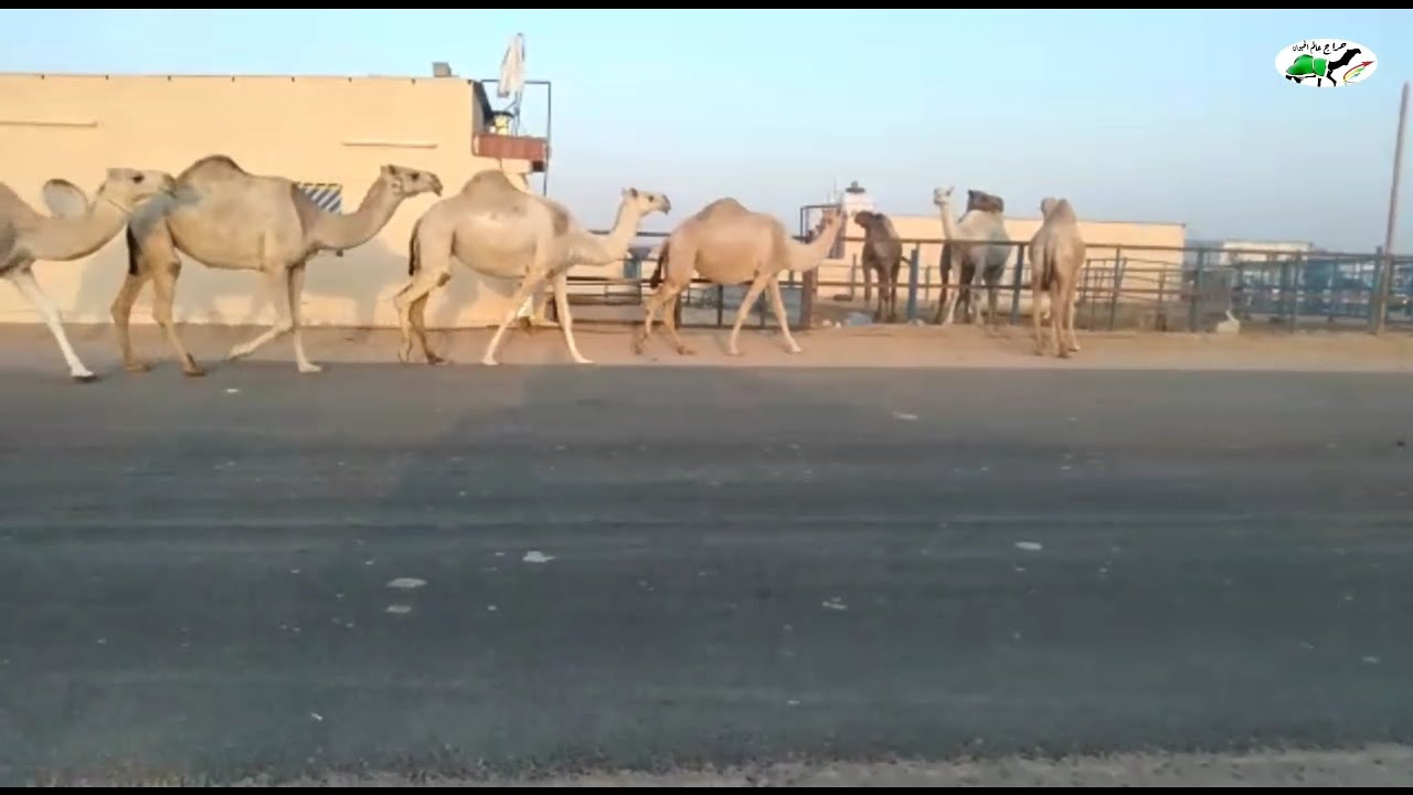 ذود ابل شقح عدد 5 للبيع رقم 0598280495 - YouTube