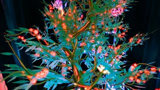 Juno Mamba, Rino - Citrus Official Video