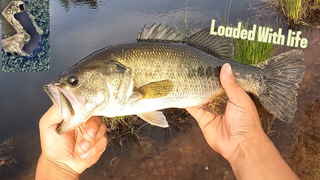 Largemouth Bass Fishing in 1/2 Acre Pond! Pt 1!