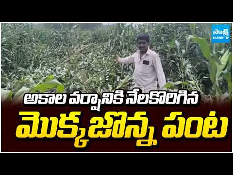 అకాల వర్షానికి నేలకొరిగిన మొక్కజొన్న పంట | Massive Crop Destroy Due to Unseasonal Rains | Sakshi TV - SAKSHITV