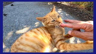漁港の野良猫、ナデナデすると喜んで指をペロペロ舐める