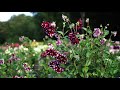 Dahlia flowers in Hamburg Germany 4K HDR