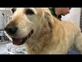 Golden Retriever Grooming Guide