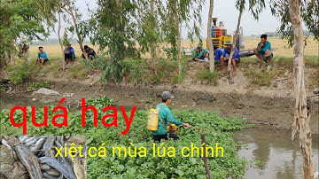xiệt cá mùa lúa chính cá lóc cá trê trắng quá nhiều cá ngon khác nữa cuộc sống miền tây