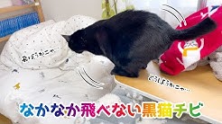 黒猫チビのちびびな暮らし Youtube