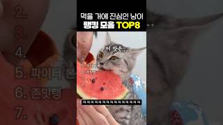역대급 먹을 거에 진심인 고양이 TOP8