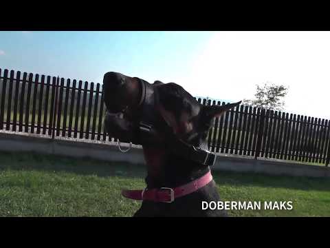 Doberman Maks-Kako da naviknete psa da nosi korpu (2018)