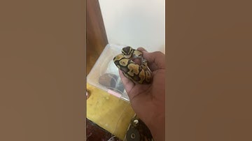 لباس جدید پسرم #ballpython #python #snake #ballpythoncare #مار #بال_پایتون #پیتون #پوست_اندازی