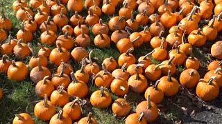 Pumpkins with a Purpose 2021