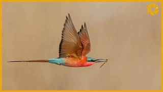 Carmine Bee Eaters | Bird Photography Tips And Tricks