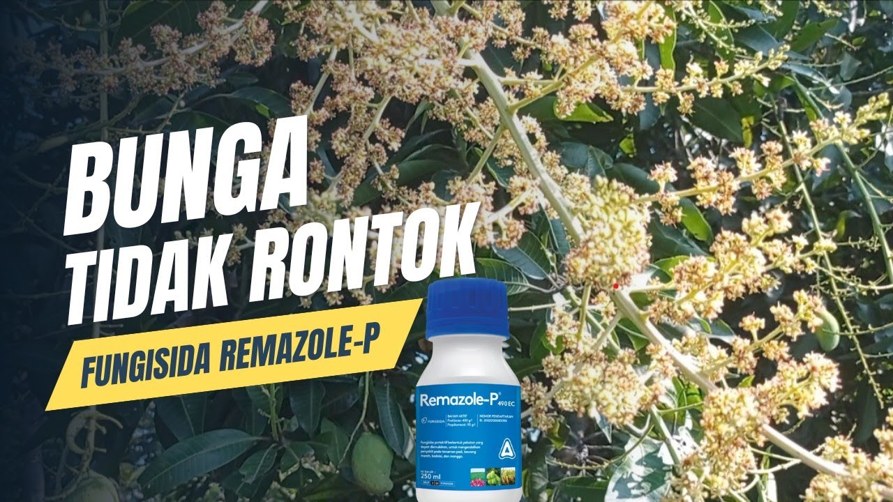 CARA MENGATASI BUNGA MANGGA AGAR TIDAK RONTOK
