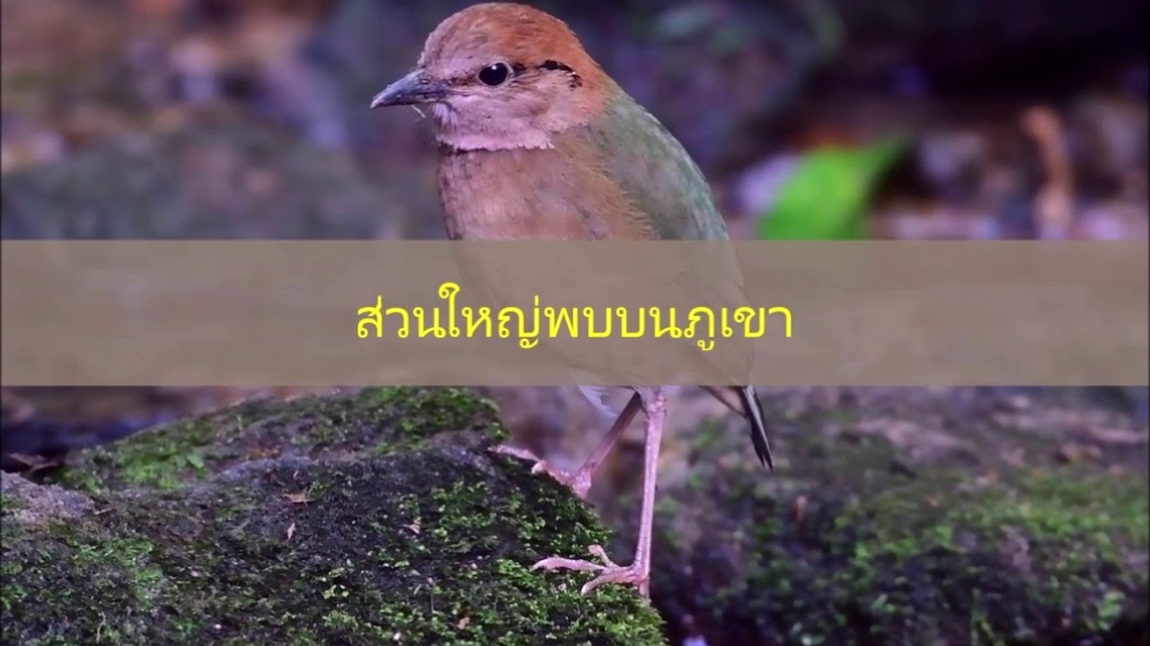 4 นกแต้วแล้วใหญ่หัวสีน้ำตาล Rusty naped Pitta 