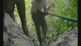 NIUE - La Roccia della Polinesia - "I Viaggi di Ale...ieri"