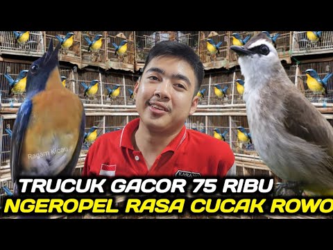 masteran kasar untuk murai batu