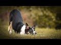 Working Border Collie Puppy Tricks and Fun by Dot(4,5 month old)