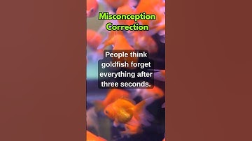 Goldfish Forget Everything After Three Seconds | Common Misconception