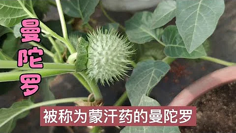 被稱為蒙汗藥的曼陀羅，全株都有毒性，在農村看見它千萬小心 - 天天要聞