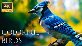 4K Colorful Jay - Beautiful Birds Sound in the Forest | Bird Melodies