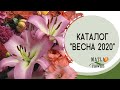 Каталог Весна 2020 (лилии, гладиолусы, георгины, клематисы, розы)