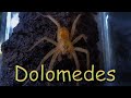 Паук рыболов - Dolomedes sp.