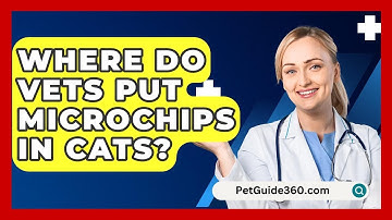 Where Do Vets Put Microchips In Cats? - PetGuide360.com