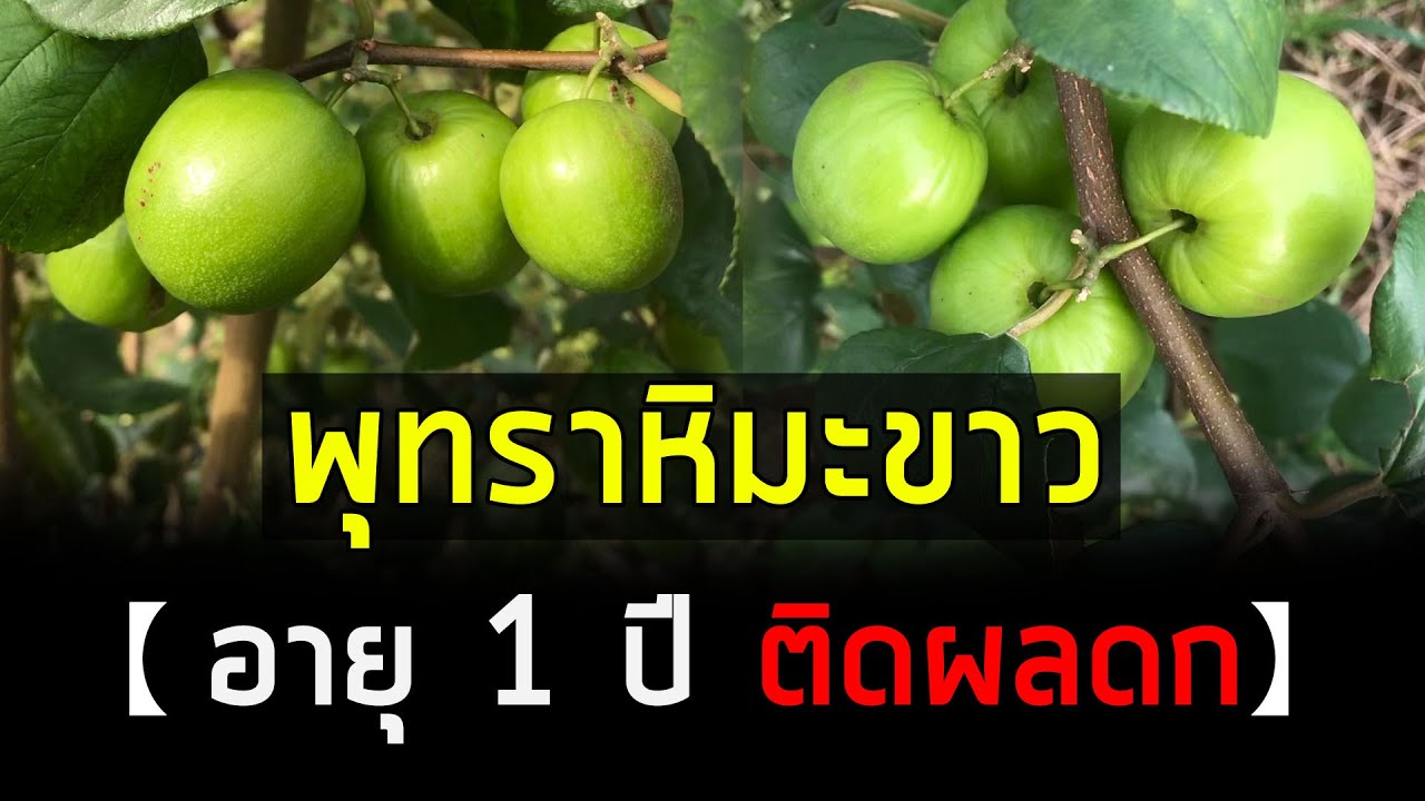 พุทราหิมะขาว ดกมาก