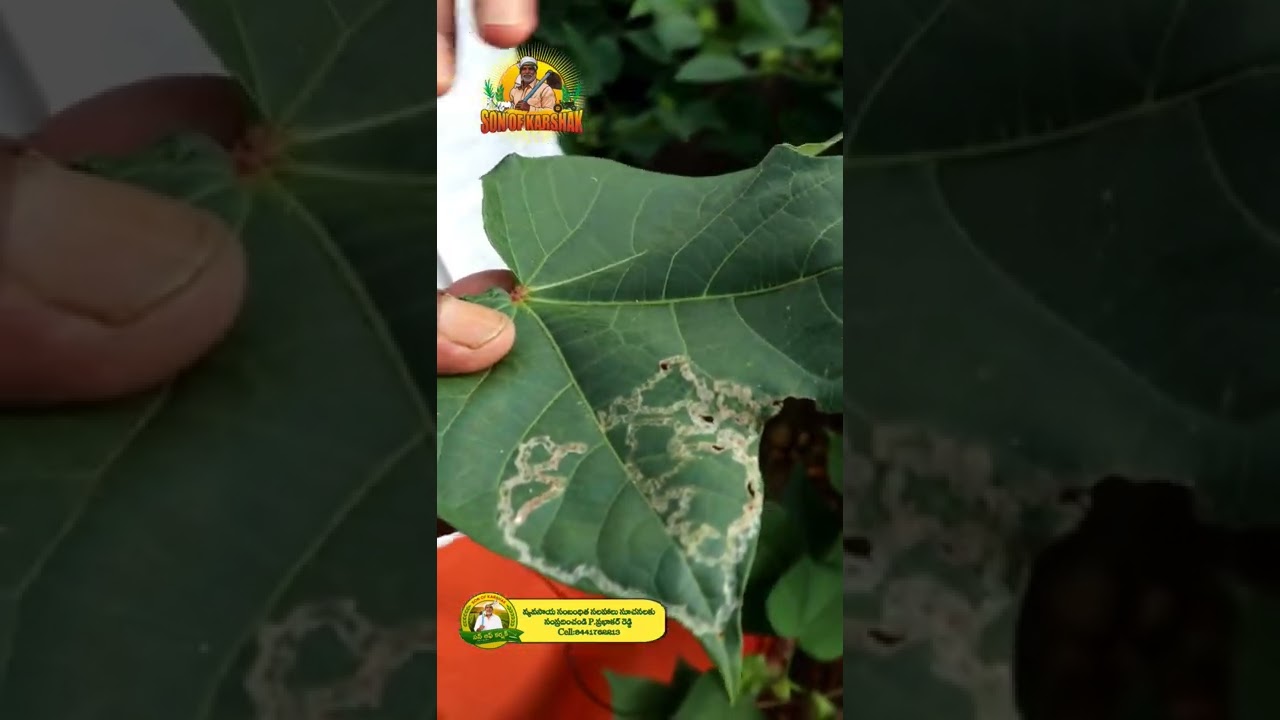 పామ్ పొడ తెగులు || Leaf miner🌿