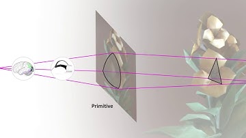 Perceptual Rasterization for Head-mounted Display Image Synthesis (SIGGRAPH 2019)