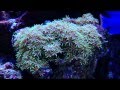 50 Gallon Saltwater reef tank corals