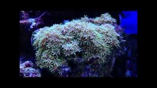 50 Gallon Saltwater reef tank corals