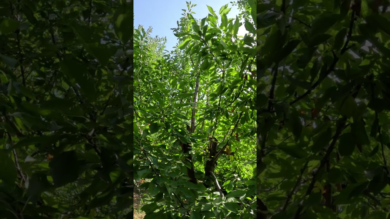 Beautiful relaxing garden | [2024] i