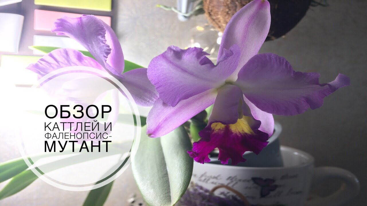 Обзор каттлей и фаленопсис-мутант - YouTube