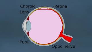 Eyeball Safety   How to View an Eclipse   Total Solar Eclipse   Exploratorium 1
