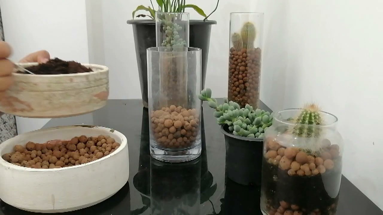 Plantes en pot :  quoi sert les billes d'argile??