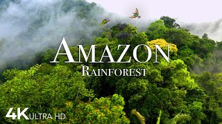 Amazon Jungle - The World’s Largest Tropical Rainforest | Jungle Sounds - 4k DRONE Video