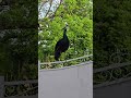 I will call him daredevil #randomthoughts #becausenooneasked #forthememories #me2me #peacocktime