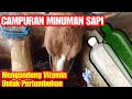 Racikan Air Minum Untuk Sapi Penggemukan Minuman Ternak Sapi Yang Bagus