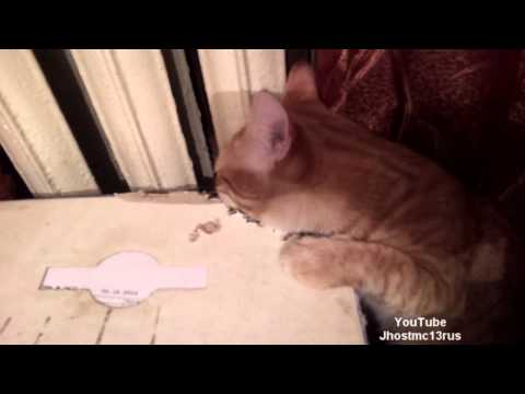 Кот тима -