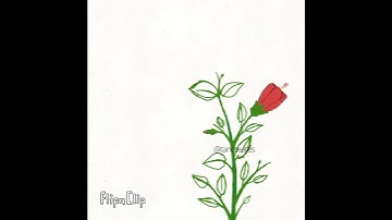 Flower blooming animation using FlipaClip