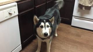 Angry Husky Yelling at Owner! by Floofin Fools 105,714 views 7 years ago 21 seconds