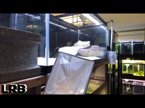 Getting There... Live Aquascape Build w/3 Rocks 75g Live Aquascape Process Series #2