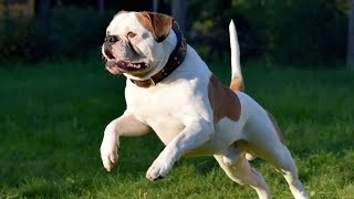 How to Reduce American Bully Shedding by The Last American Bully 103 views 1 month ago 4 minutes, 8 seconds