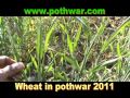 Wheat in pothwar 30 dec 2011