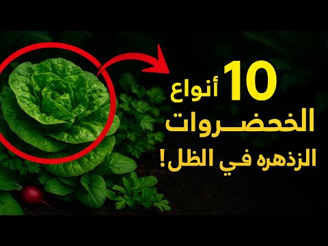 سر الحصاد الوافر في الظل 10 أنواع من الخضروات التي لا يخبرك بها البستانيون الخبراء