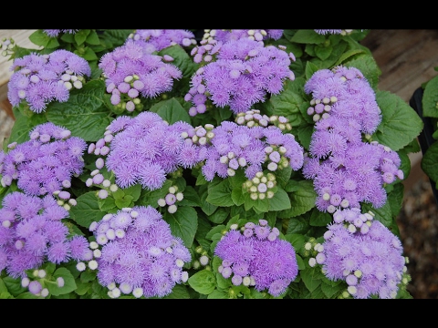 Video: Blå Og Blå Ageratum (34 Bilder): Beskrivelse Av 