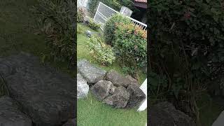 pin on your ideas#shortvedio #satisfying #trending #viral #viralshort #gardendesign #amazing #plants