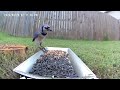 Stunning BlueJay!