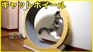 マリーちゃんがやっとキャットホイールに乗れるようになりました♪ by kopasan 6匹+3匹の猫 【猫と車とDIY】 283 views 4 weeks ago 2 minutes, 23 seconds