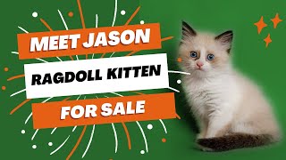 JASON Ragdoll Kitten For Sale | Purebred Kitties