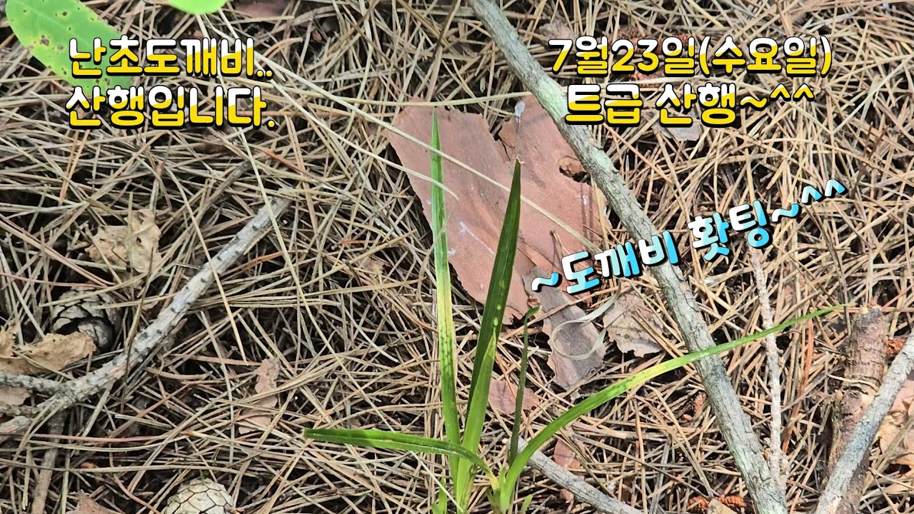 7월23일(수요일)난초도깨비 홀로 특급 난초산행 대박났습니다..4k